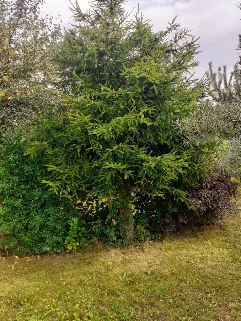 Działka ROD Ogród "KONWALIA " Świdnik