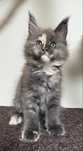 Gatinha Maine Coon com LOP