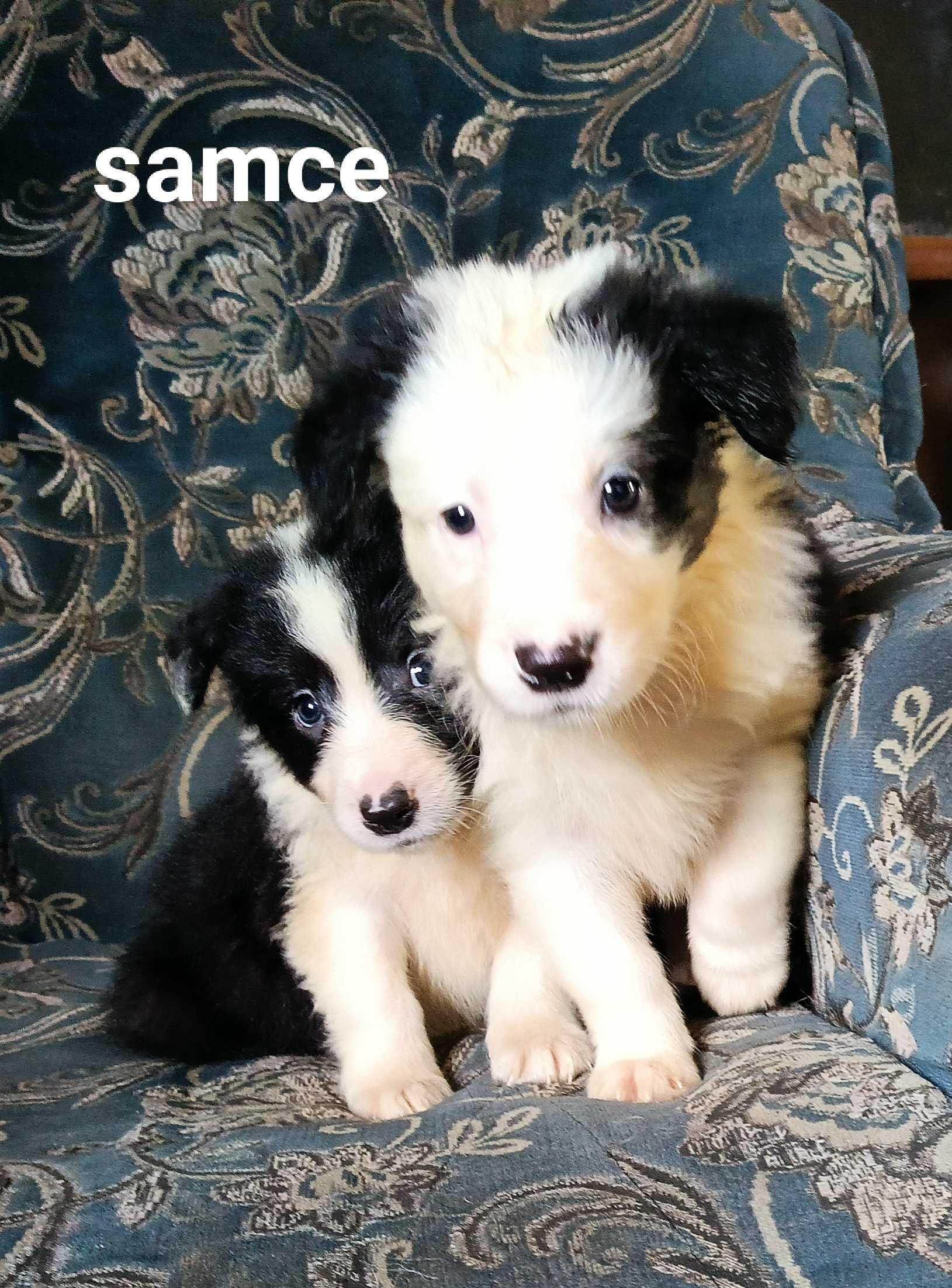 Samiec border collie