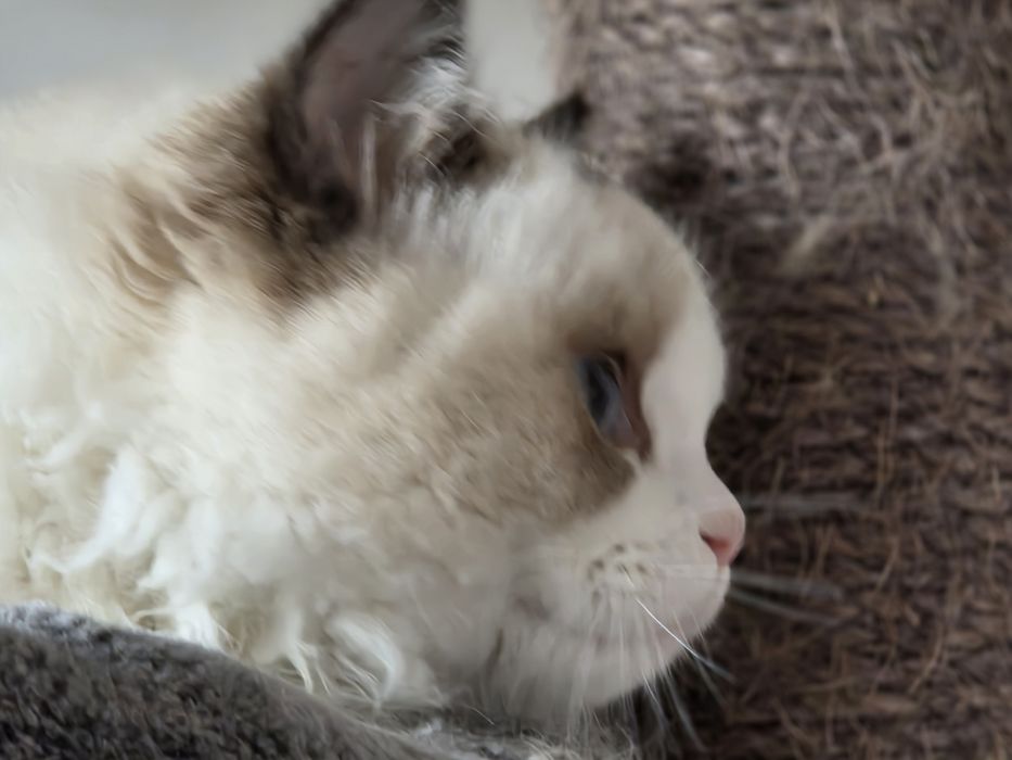 Kotka RAGDOLL rodowód FPL