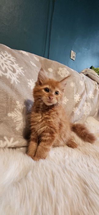 Maine coon rudy CARMEL kot, kocur