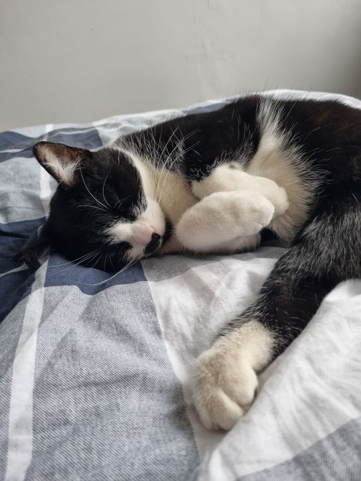 Niepełnosprawna Borówka szuka domu