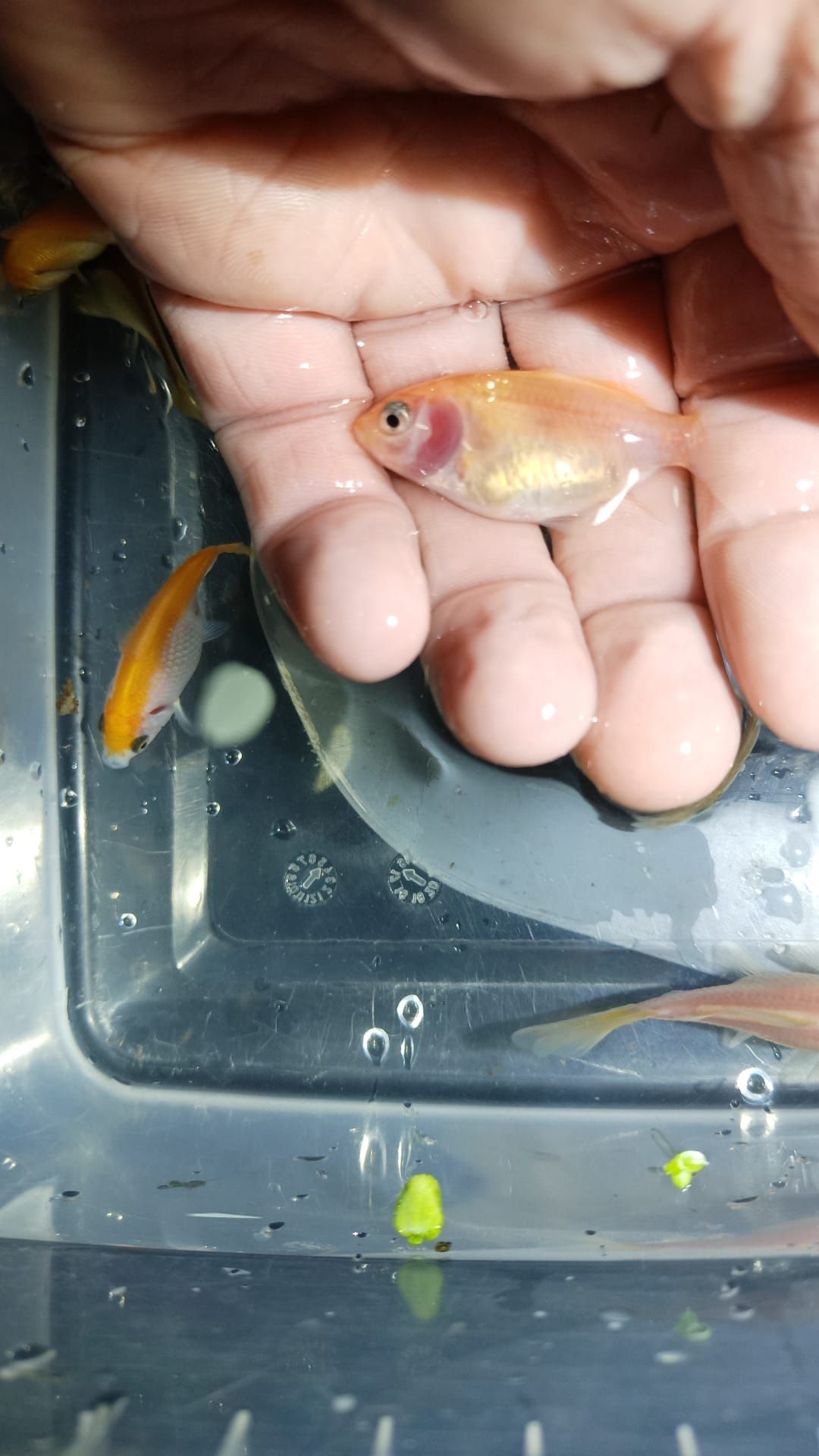 peixes cometas promoção