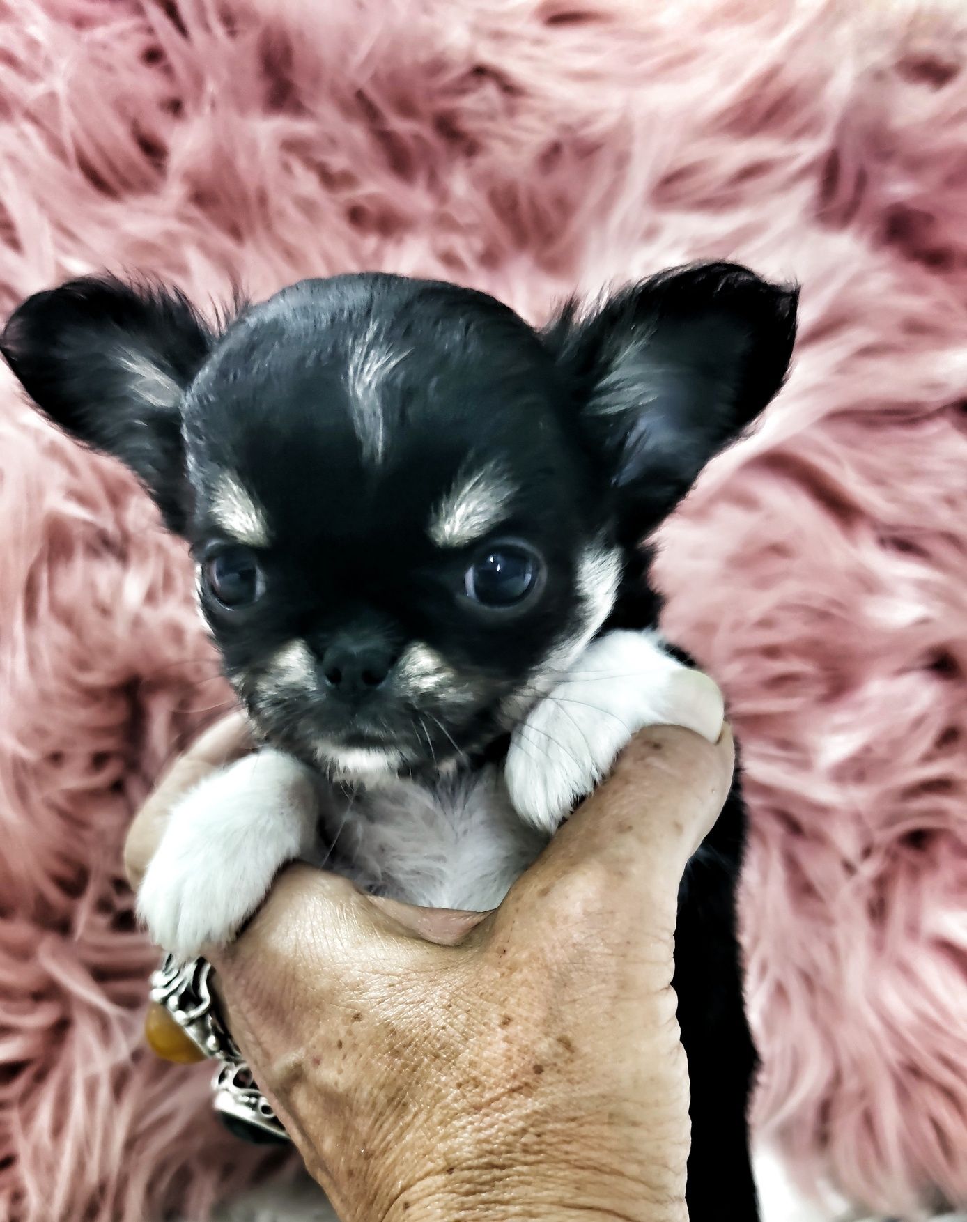 *** Mini Dziewynusia Chihuahua *** Gotowa Do Odbioru ***