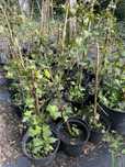 Bluszcz - Hedera Helix - sadzonki 60-120cm - pod Warszawa