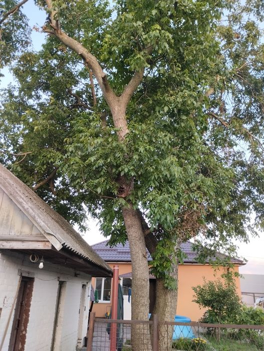 дрова з горіха безкоштовно!