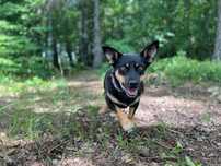 Nala do adopcji