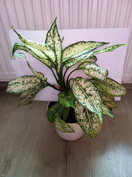 Aglaonema white kwiatek domowy doniczkowy