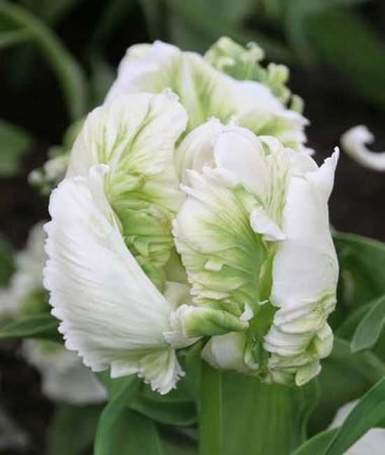 Tulipany mieszane specjalne odmiany 100 cebulek za 79 zł