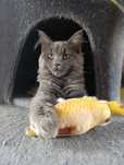 Kotka Maine coon