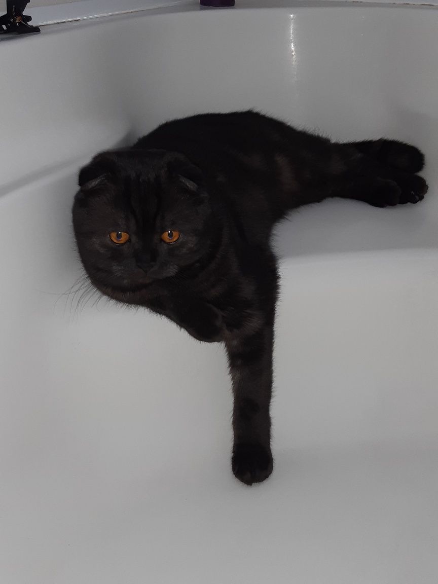Вязка. Шотландский котик, окрас черный мрамор