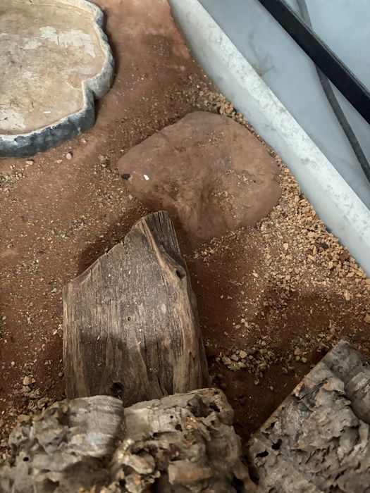 Terrarium dla gadów