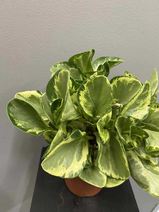 Peperomia Golden Gate Bezpieczna dla zwierząt
