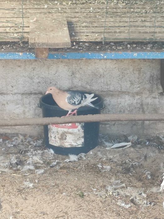 Pombos e rolas de várias raças