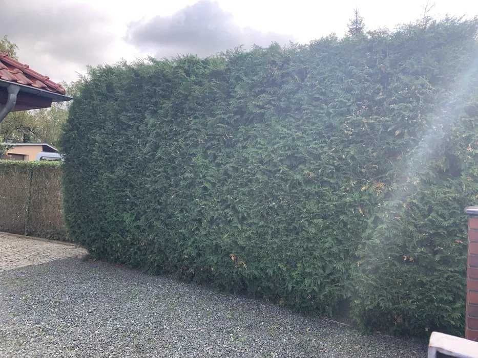 Wycinka drzew, karczowanie, czyszczenie pod budowę lub sprzedaż