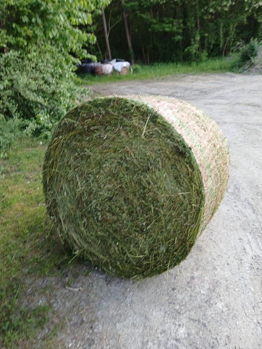 sianokiszonka z lucerny i traw