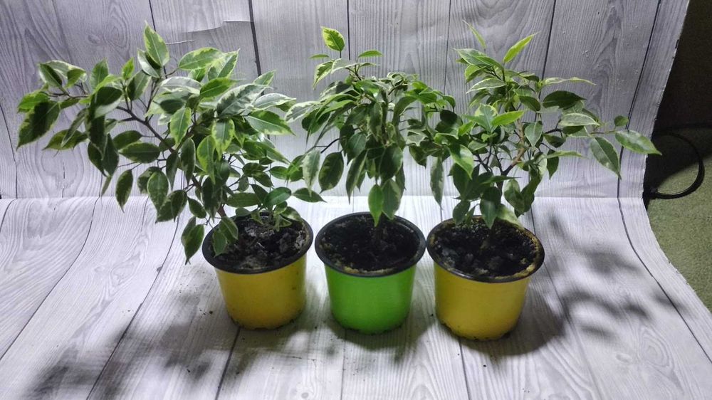 Фикус Кинки (светлые листики)