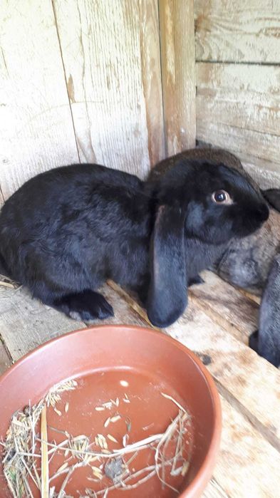 Baran francuski samiec