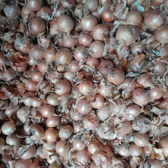 Sprzedam cebulę cebule