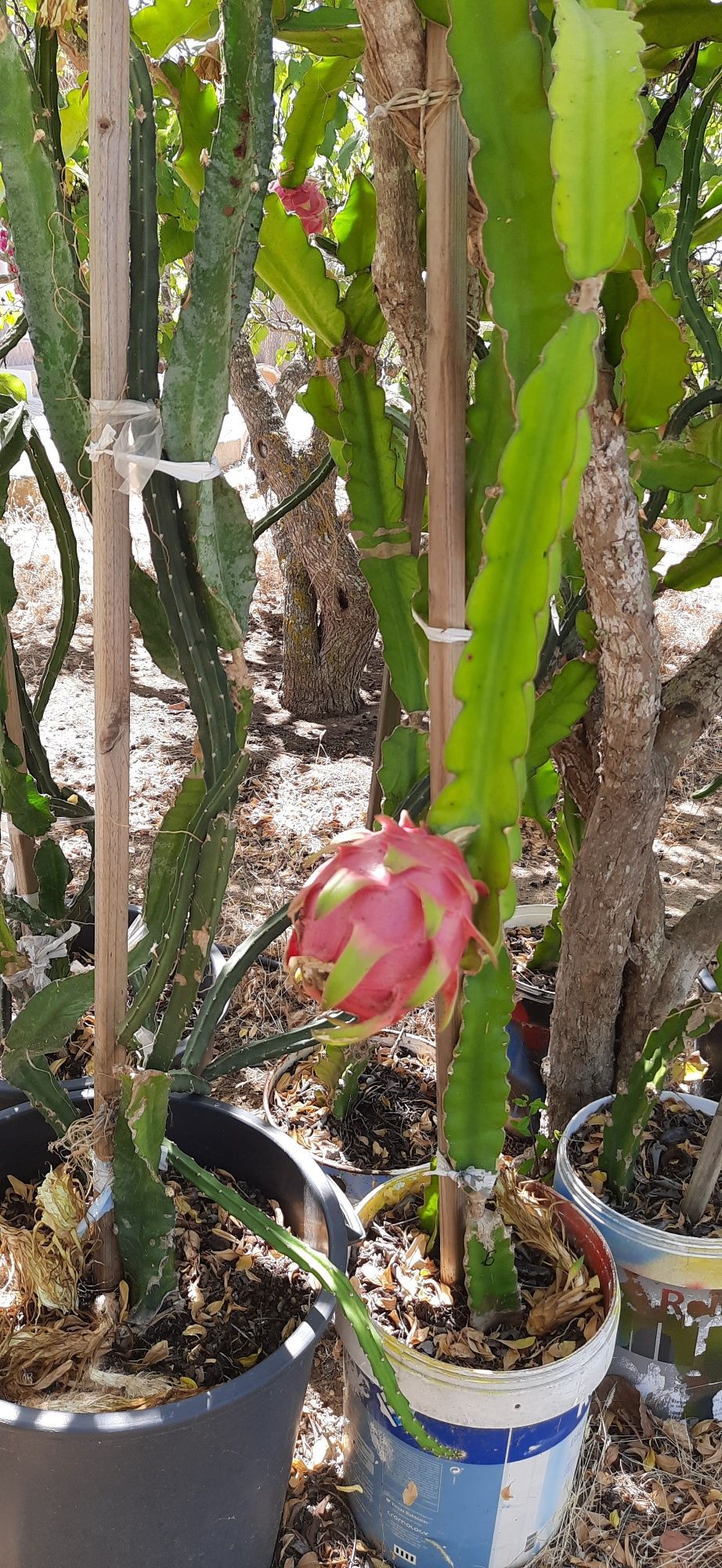 Podas de pitaya Hylocereus