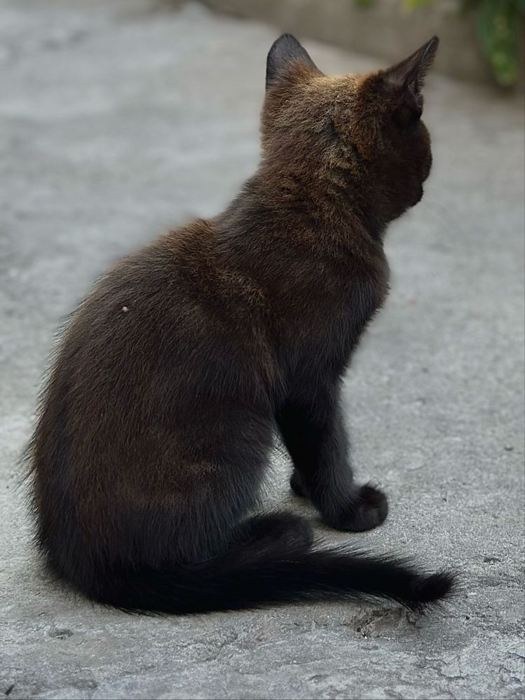 2 котенята (роздаю)