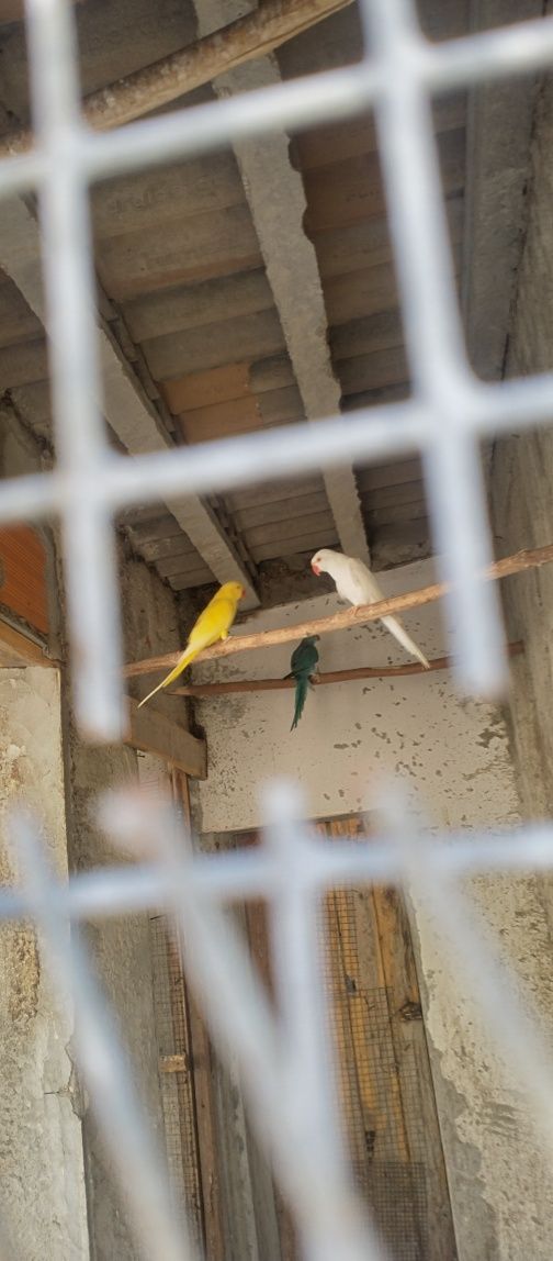 Vende-se Ringnecks