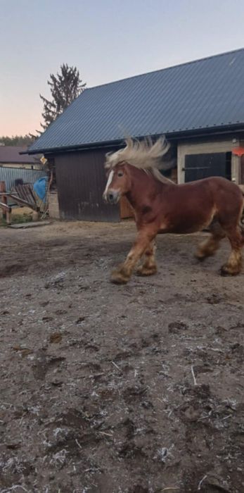 Sprzedam ogiera sokólskiego