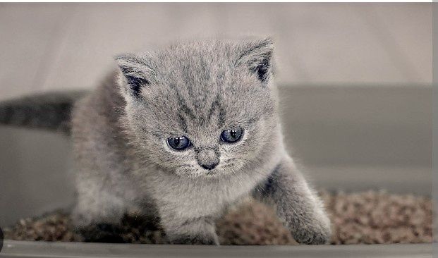 Продам британських котят