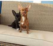 Chihuahua Com LOP (Pedigree) Fêmea