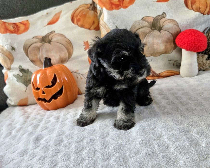 Śliczny mini piesek  sznaucer miniaturowy z rodowodem czarno srebrny.