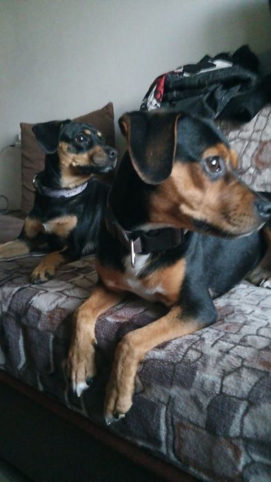 psy sanok mają ponad rok do oddania razem