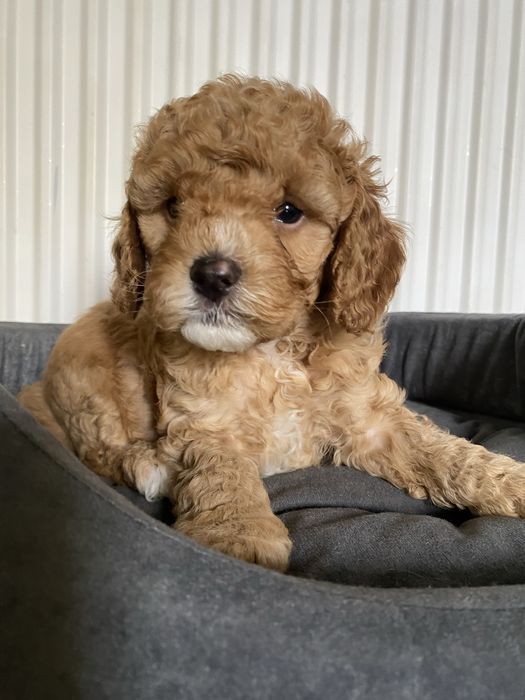 Cavapoo F1B Alex Cavapoo&Pudel miniaturowy