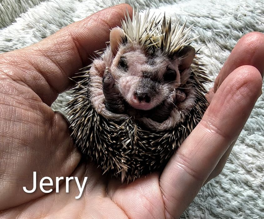 Jeż PIGMEJSKI Warszawa Kraków Toruń Lublin Kielce