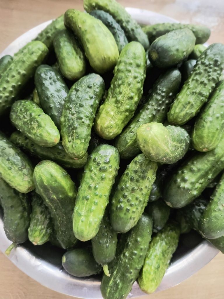 Ogórki gruntowe z przydomowego ogródka
