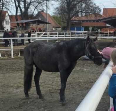 5 letnia klacz Doris