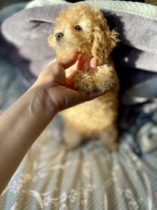 Дорогой карамельный мальтипу — идеальный мини-компаньон