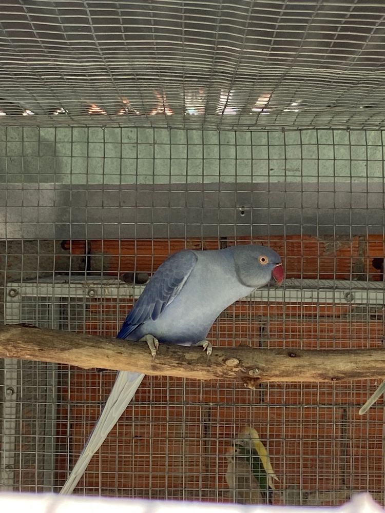 Ring neck femea violeta df opalina/cc