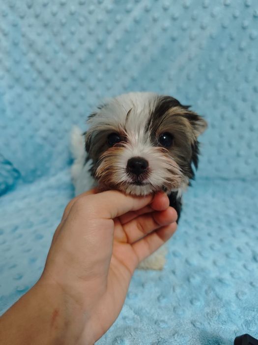 Mini Samiec Yorkshire terrier biewer