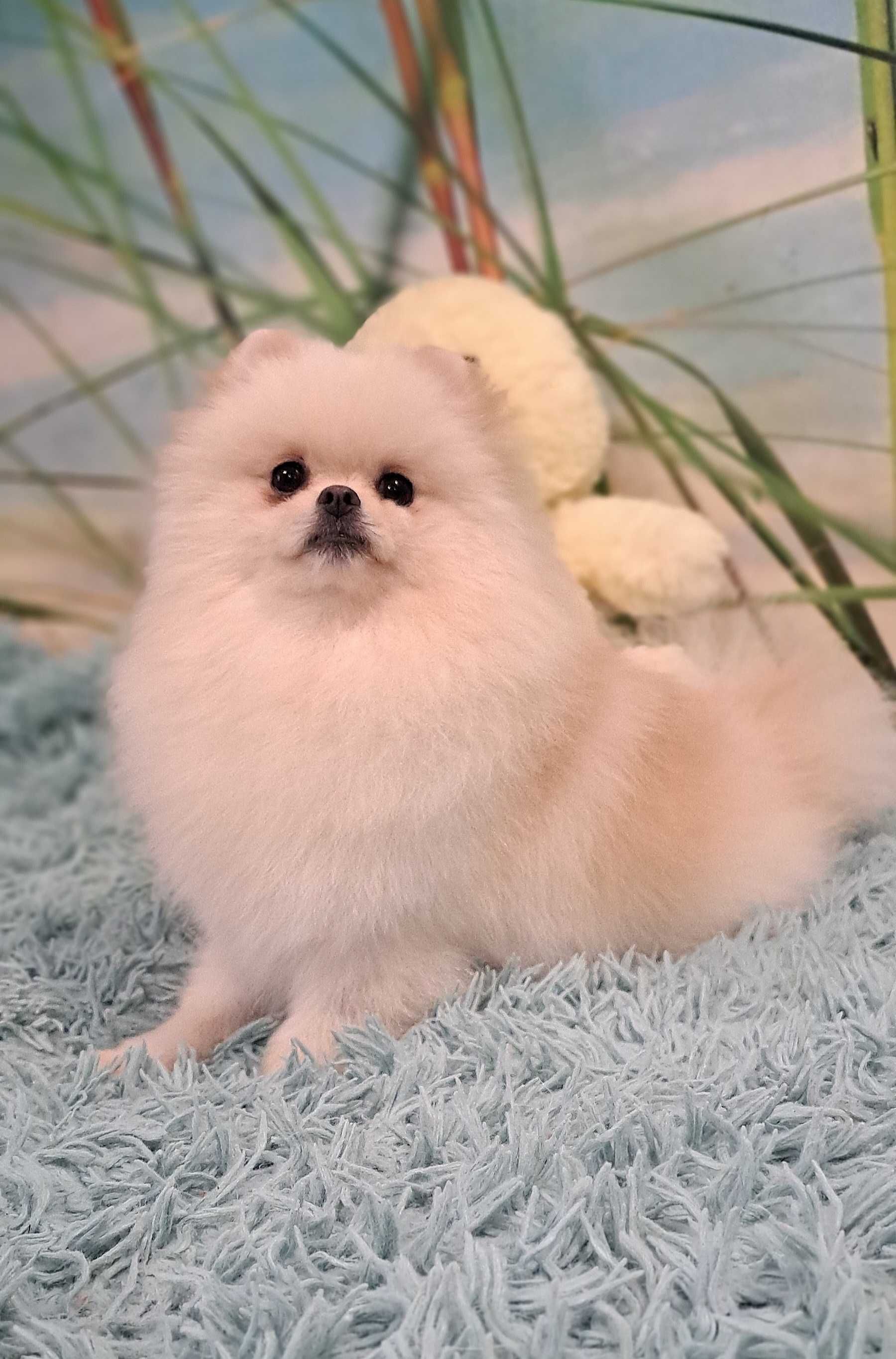 Szpic miniaturowy Pomeranian ZKWP FCI