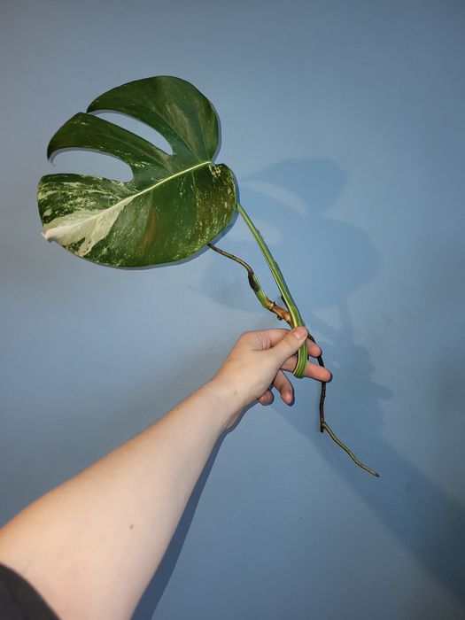Monstera Variegata