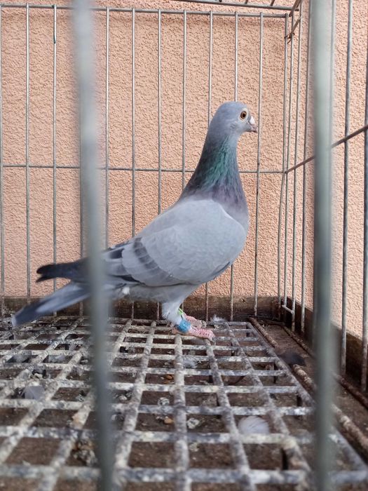 Gołębie pocztowe jansen