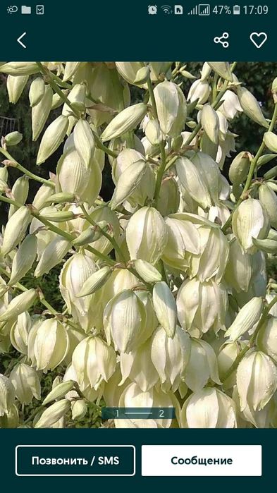 Продам юкку. Юка. Юкка садовая. Піон. Півонія. Піон деревовидний.