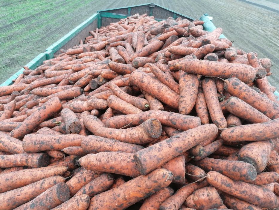 Sprzedam marchew na pasze na przemysl dla zwierząt