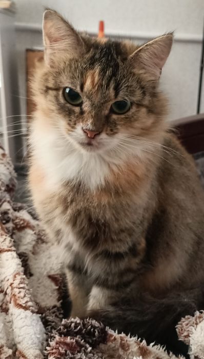 Стерилізована кицюня Маруся в пошуках дому