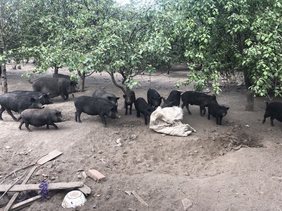 Поросята підсвинки льохи кнурі