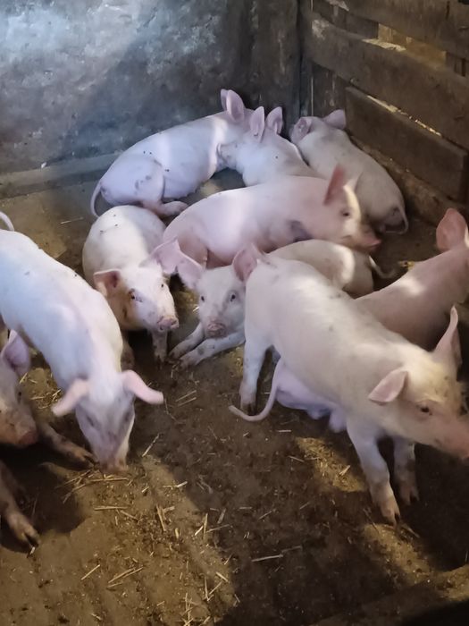 Поросята трьох порідний гібрид