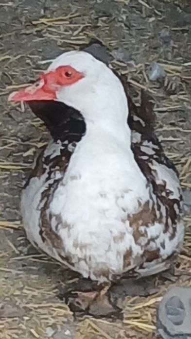 Мускусние утки годували.