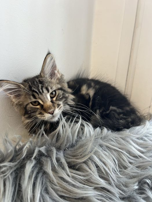 Kotka Maine Coon “GAJA” f22 FPL/FIFE – klasyczny czarny szylkret