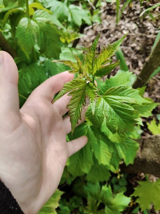 Деревце калини молоде