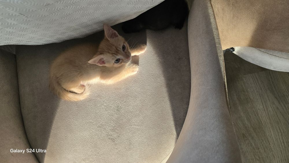 GATInhos para DOAR